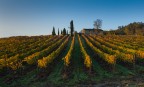 La vigna La vigna