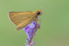 Thymelicus sylvestris Thymelicus sylvestris