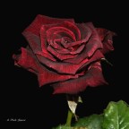 la rosa nera 2 la rosa nera 2