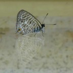 *** Farfalla a spasso con il suo fantasma *** *** Farfalla a spasso con il suo fantasma ***