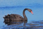 Cigno nero Cigno nero