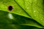 Hole in the leaf