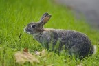 Urban rabbit Urban rabbit
