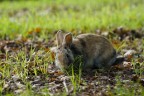 Urban rabbit_2 Urban rabbit_2