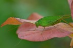 Tettigonia su foliage autunnale 2 Tettigonia su foliage autunnale 2