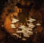 apparente aggressione apparente aggressione