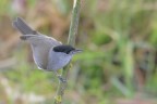 Capinera Capinera