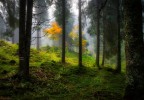 il cantico del bosco..... il cantico del bosco.....