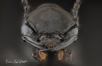 Ocypus olens - Cocchiere del Diavolo (O. Muller, 1764) Ocypus olens - Cocchiere del Diavolo (O. Muller, 1764)