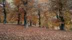 Dal contest- Autunno Dal contest- Autunno