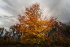 autunno autunno