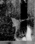 nevica! nevica!