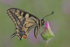 Papilio-machaon_DSC9820 Papilio-machaon_DSC9820