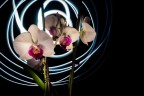 No, purtroppo nessun sentore di Procol Harum o Dik Dik che dir si voglia, semplicemente il lockdown e un goccio di ricerca di ispirazione per fomentare la passione.
Le mie orchidee con qualche prova di light painting