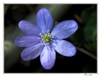 Fiore blu! Fiore blu!