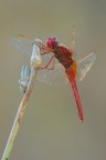 Crocothemis-erythraea_DSC0868 Crocothemis-erythraea_DSC0868