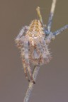 Araneus-diadematus_DSC0941 Araneus-diadematus_DSC0941