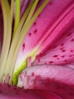 Macro primaverile Macro primaverile