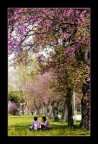 Primavera in viola Primavera in viola