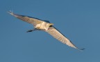 Airone bianco maggiore Airone bianco maggiore