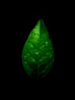 Grido verde Grido verde