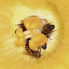 Solo Humor Photo...solo per cercare di sorridere sugli assembramenti.

kampes