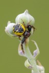 Ragno-napoleone_Synema-globosum_DSC0601 Ragno-napoleone_Synema-globosum_DSC0601