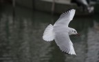 Fauna Trasimeno Fauna Trasimeno