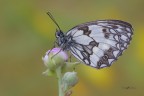 Melanargia-galathea_DSC8156.jpg Melanargia-galathea_DSC8156.jpg