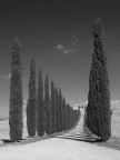 Cipressi Cipressi