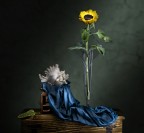 Il girasole e la conchiglia