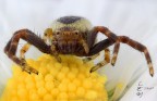 Synema globosum (Fabricius, 1775) Synema globosum (Fabricius, 1775)