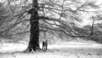 nevica nevica