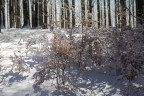 neve, luci ed ombre neve, luci ed ombre