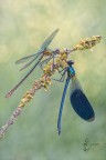 Calopteryx splendens (maschio e femmina) (Harris, 1780) Calopteryx splendens (maschio e femmina) (Harris, 1780)