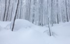 nel bosco nel bosco
