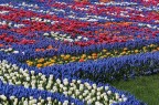 Tulipani variopinti Tulipani variopinti