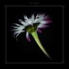 fiore fiore