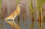 Sgarza ciuffetto (Ardeola ralloide) Sgarza ciuffetto (Ardeola ralloide)