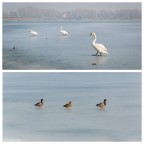 Quando il Lago Ghiacci�... Epilogo