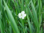 ShinySpring ShinySpring