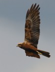 falco di palude falco di palude