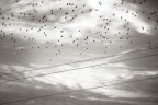VOLARE... VOLARE...