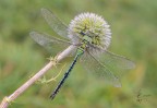 Anax imperator (Leach, 1815) Anax imperator (Leach, 1815)