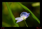 Fiore Fiore