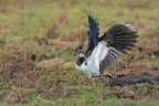 Pavoncella_Vanellus-vanellus_DSC3260.jpg Pavoncella_Vanellus-vanellus_DSC3260.jpg