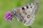 Parnassius apollo Parnassius apollo