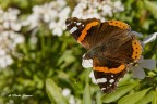Vanessa Cardui Vanessa Cardui