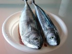 Fish Fish