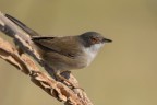 Occhiocotto (Sylvia melanocephala) Occhiocotto (Sylvia melanocephala)